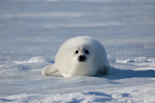 《動物写真家・小原玲の地球レポート》流氷のアザラシの赤ちゃんと地球温暖化の進行（2）